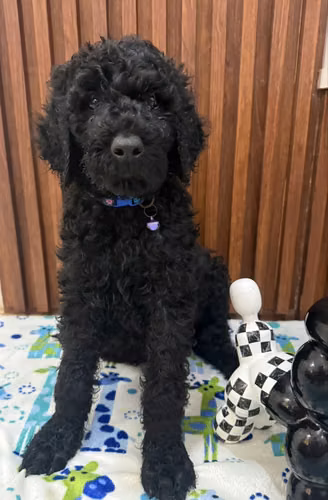 Cachorros Caniches Gigantes de excelente genetica, Ambos padres cuentan con Certificado de Pedigree Internacional - Imagen 4