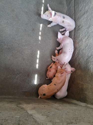 Venta cerdos lechones 