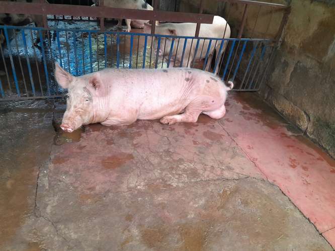 Venta cerdos lechones 