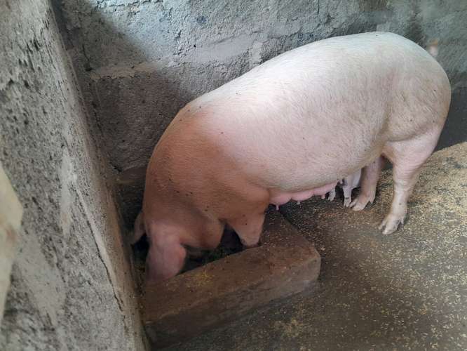 Venta cerdos lechones 