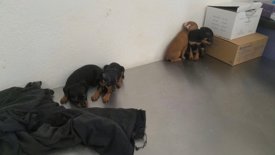 Doberman pinchér  - Imagen 11