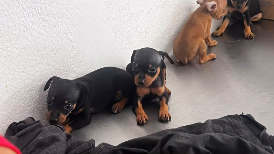 Doberman pinchér  - Imagen 2