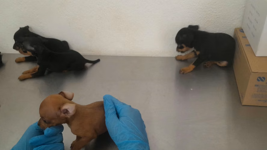 Doberman pinchér  - Imagen 5