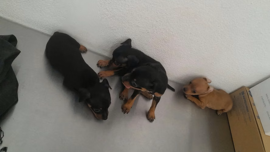 Doberman pinchér  - Imagen 6