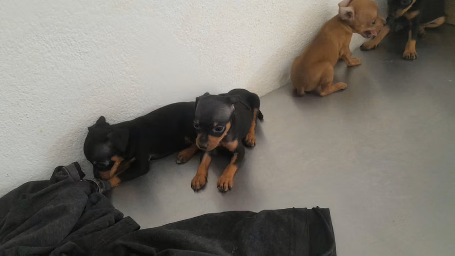 Doberman pinchér  - Imagen 3