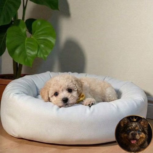 Cachorro French Poodle Mini Tradicional / Miniature Poodle disponible - Imagen 6