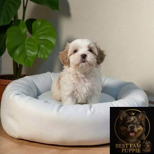 Cachorro Pequinés Maltés / Pekingese Maltese Mix disponible - Imagen 10