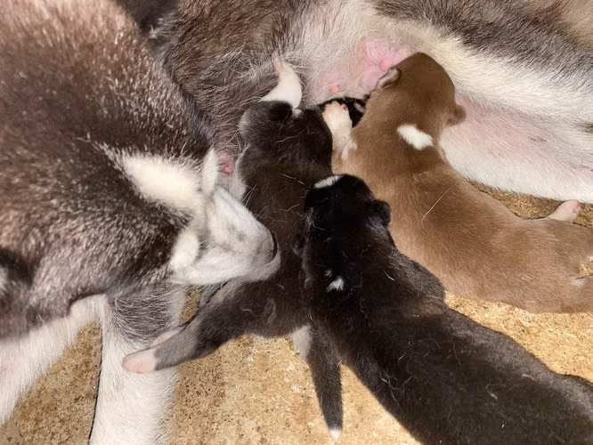 Husky Siberiano  - Imagen 2
