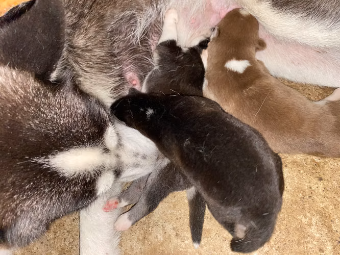 Husky Siberiano  - Imagen 4