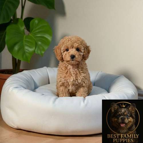 Cachor FRENCH POODLE APRICOT MINIATURA available