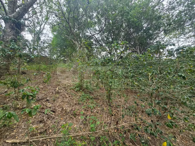 Terreno en venta en El Rodeo, Santo Domingo - Imagen 14
