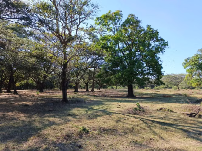 Venta de Finca en Nagarote  - Imagen 2