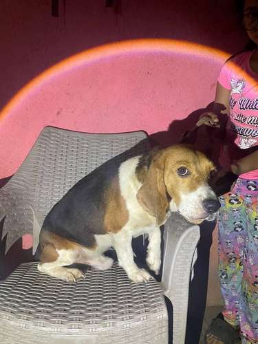 Nice two-year-old beagle