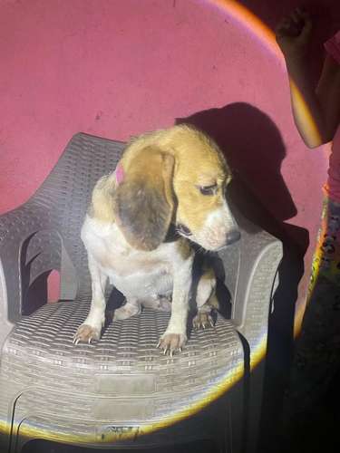 Lindos beagles de dos años - Imagen 2