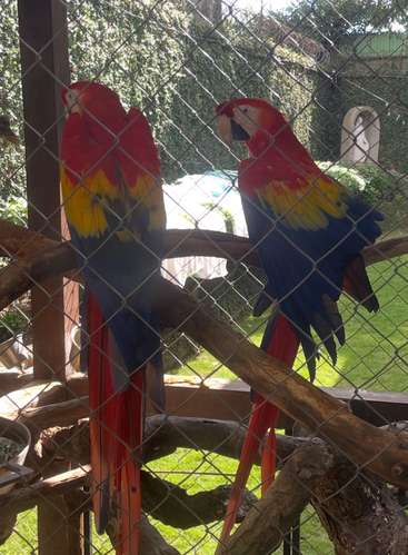 Por motivo de viaje vendo preciosa pareja de Guacamayas