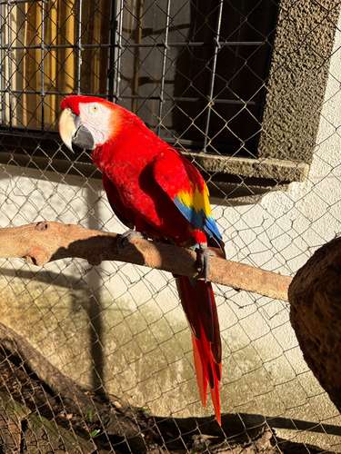 Por motivo de viaje vendo preciosa pareja de Guacamayas