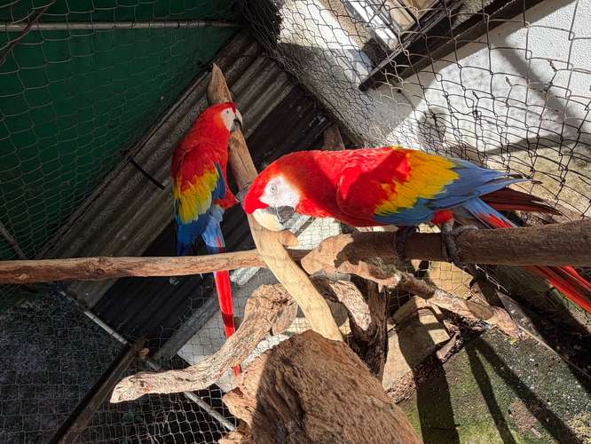 Por motivo de viaje vendo preciosa pareja de Guacamayas