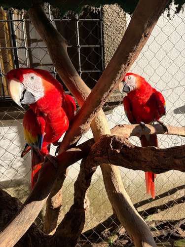 Por motivo de viaje vendo preciosa pareja de Guacamayas