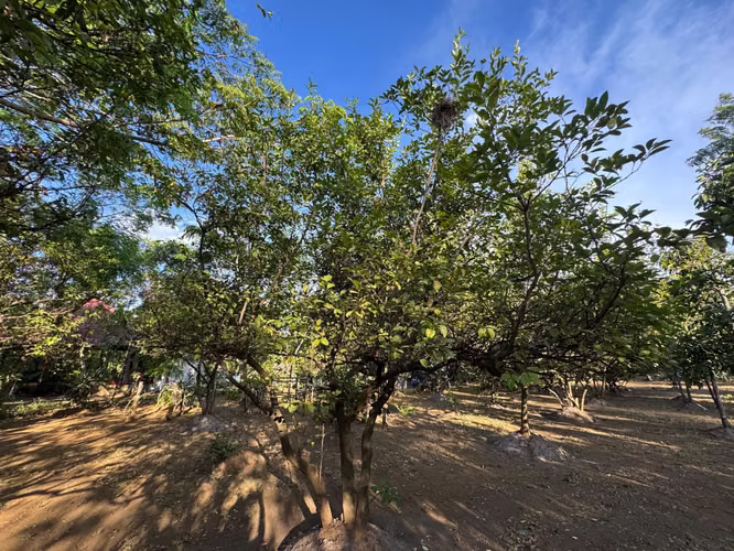Venta de terreno en Nindirí - Imagen 15