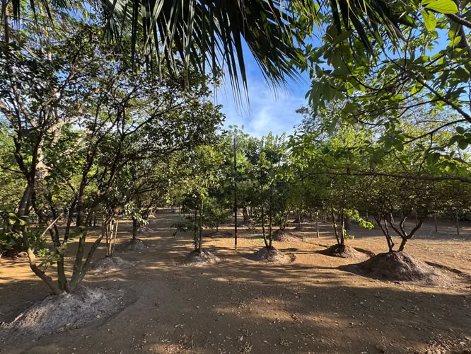 Venta de terreno en Nindirí - Imagen 14