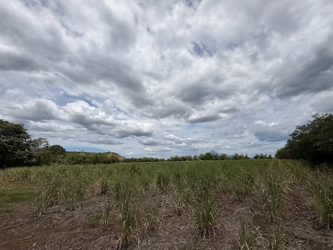 Finca Agrícola en Producción Cañera | 6.7 Mz con Pozo Propio en El Viejo, Chinandega - Imagen 2