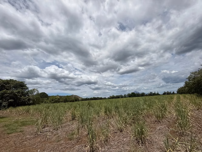 Finca Agrícola en Producción Cañera | 6.7 Mz con Pozo Propio en El Viejo, Chinandega - Imagen 1