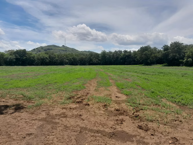 Finca ganadera
