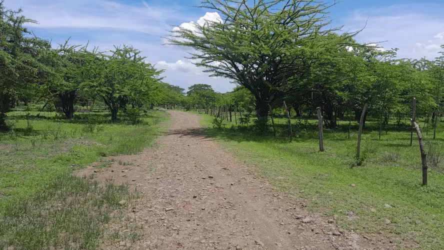 Finca ganadera