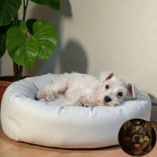 Cachorro Schnauzer Blanco y Black Silver / Miniature Schnauzer White and Black Silver disponible - Imagen 3