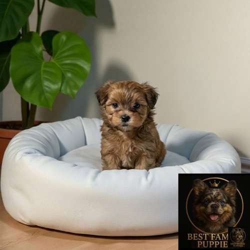 Cachorro Pequinés Maltés / Pekingese Maltese Mix disponible - Imagen 7