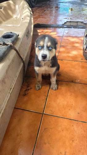 Cruce husky con rotwailler  - Imagen 3