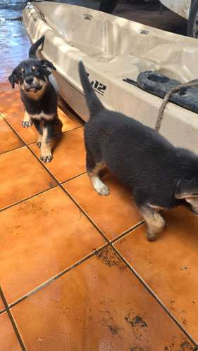 Cruce husky con rotwailler  - Imagen 2