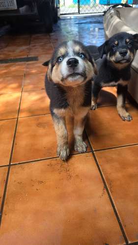 Husky cross with rotwailler