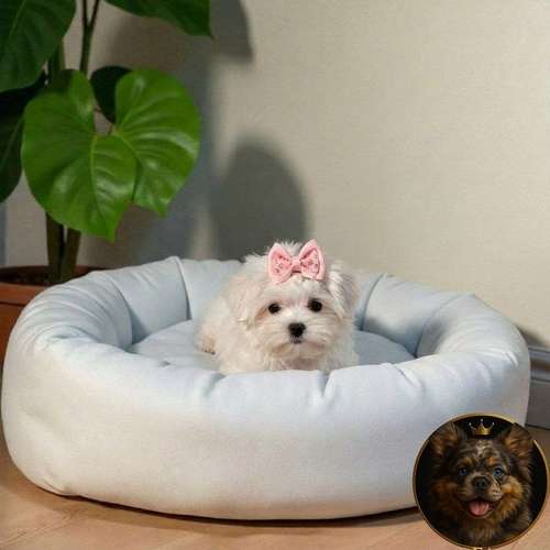 Cachorro Bichón Maltés / Maltese disponible - Imagen 5