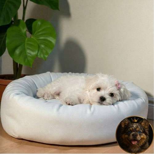 Cachorro Bichón Maltés / Maltese disponible - Imagen 9