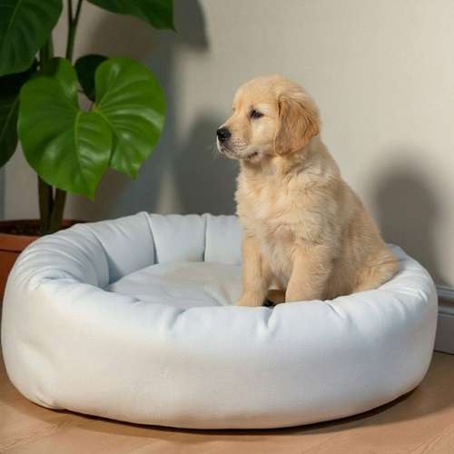 Cachorro GOLDEN RETRIEVER LINEA BRITANICA disponible