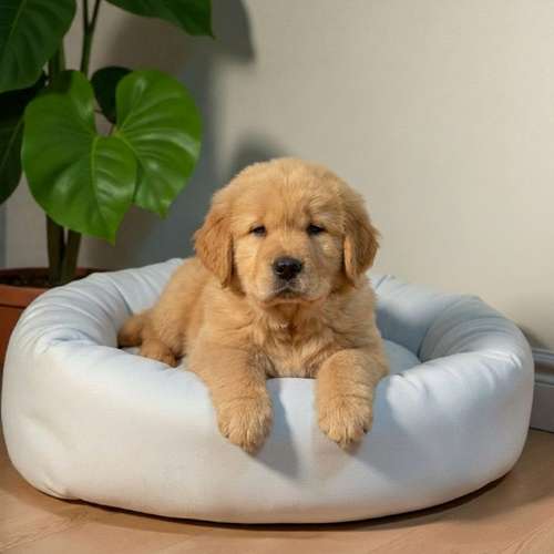 Cachorro GOLDEN RETRIEVER LINEA BRITANICA disponible