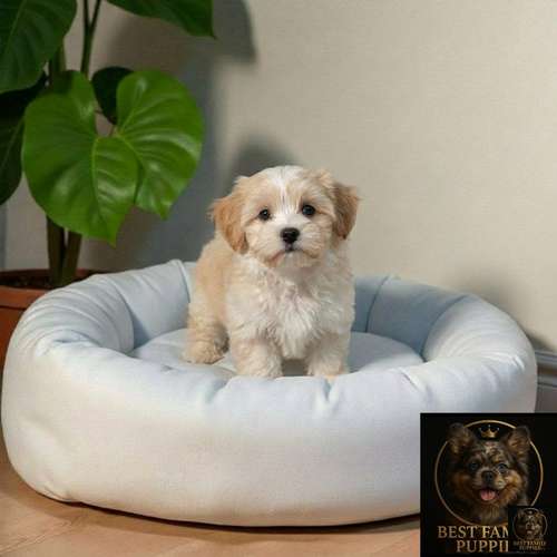 Cachorro BICHON HABANERO disponible - Imagen 6