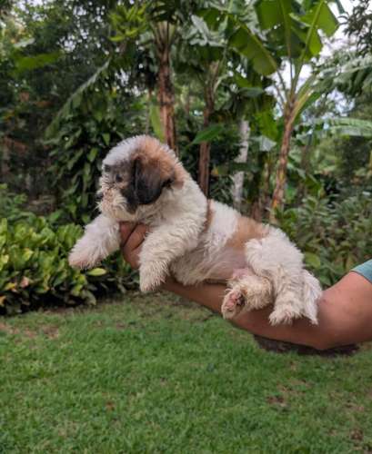 Bellos Shih tzu con Maltez - Imagen 2