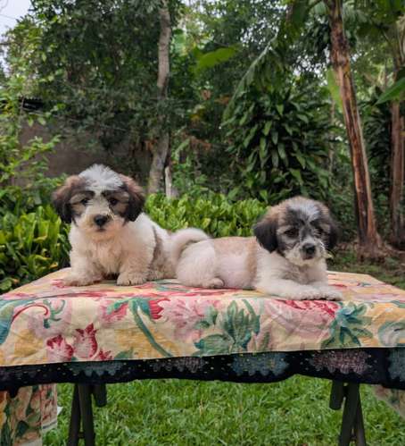 Beautiful Shih tzu with Maltez
