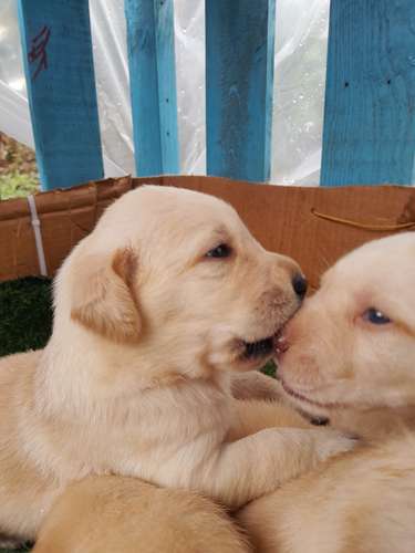 Labradores  Retriever 