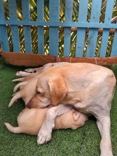 Labradores  Retriever 