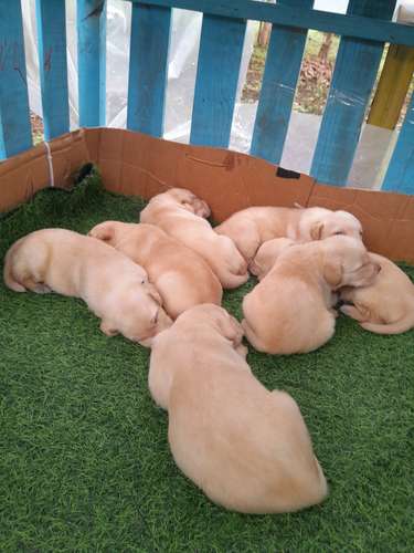 Labradores  Retriever 