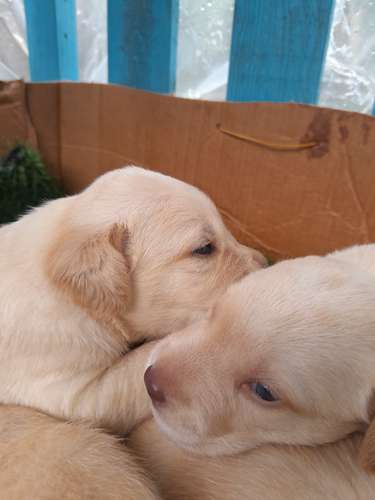 Retriever Labrators