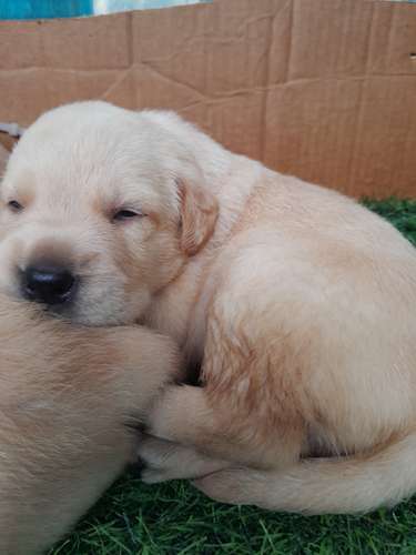 Labradores  Retriever 