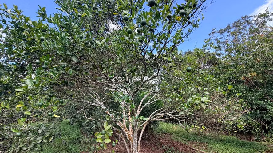  VENDO FINCA FRUTAL DE MÁS DE 1 MANZANA | A 2 KM DE SAN MARCOS, CARAZO - Imagen 16
