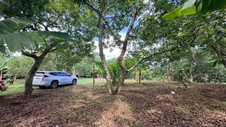  VENDO FINCA FRUTAL DE MÁS DE 1 MANZANA | A 2 KM DE SAN MARCOS, CARAZO - Imagen 11