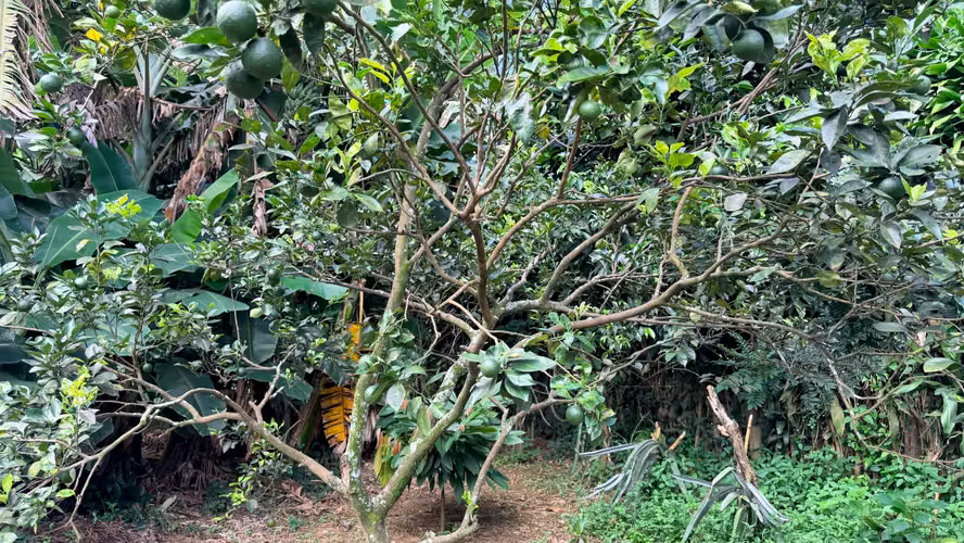  VENDO FINCA FRUTAL DE MÁS DE 1 MANZANA | A 2 KM DE SAN MARCOS, CARAZO - Imagen 3