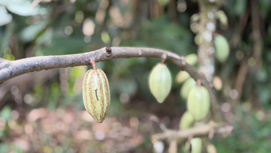  VENDO FINCA FRUTAL DE MÁS DE 1 MANZANA | A 2 KM DE SAN MARCOS, CARAZO - Imagen 5