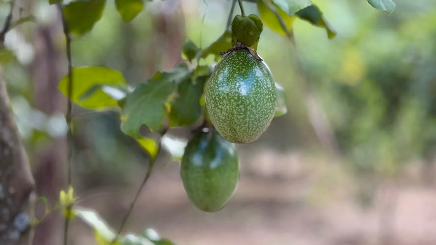 VENDO FINCA FRUTAL DE MÁS DE 1 MANZANA | A 2 KM DE SAN MARCOS, CARAZO - Imagen 19